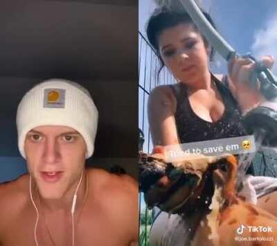 Manufactured animal abuse for clicks?