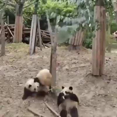 Reason why panda 🐼 population is not growing