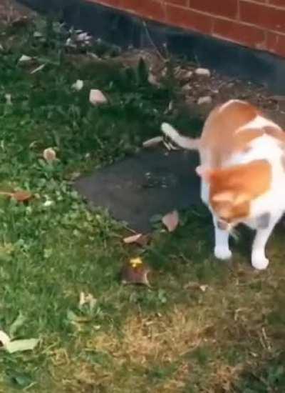 So this cat gives away free kisses to rodents which is mice