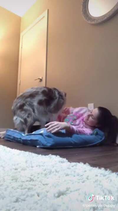 Lying down in your dogs bed with them