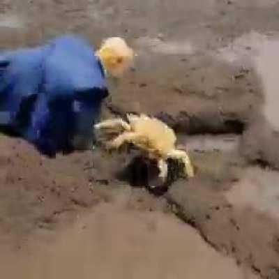 How to get crabs with trump