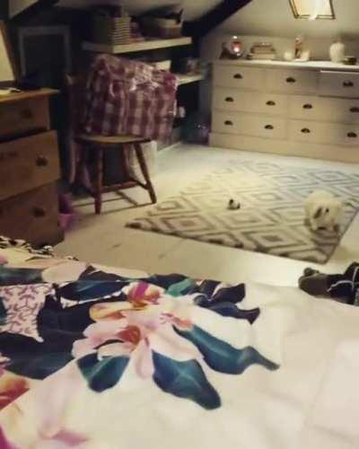 Zoomies are always hilarious