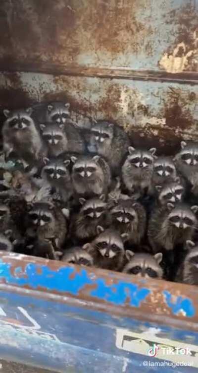 What are these little dErPs up to? 🦝🦝🦝🧐