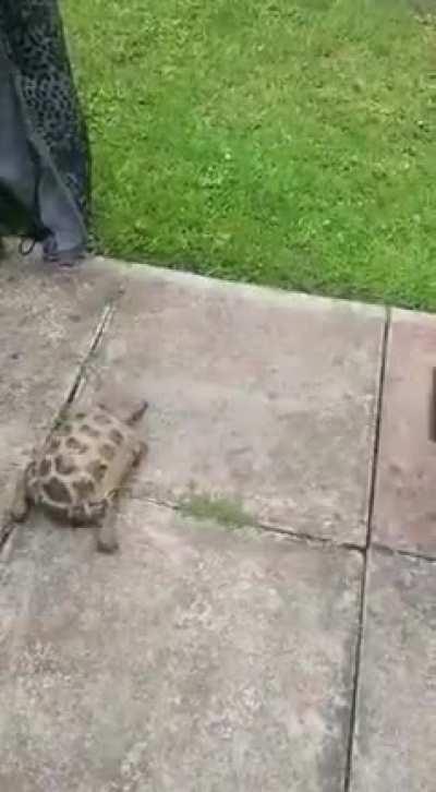 Nothing worse than a turtle chomping on your tail.