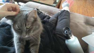 Such a kneady floof (apologies for the breathing noises)