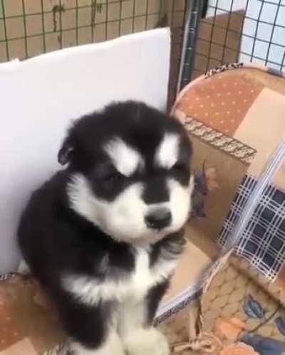 A little cute in the morning , have you melt yet ?