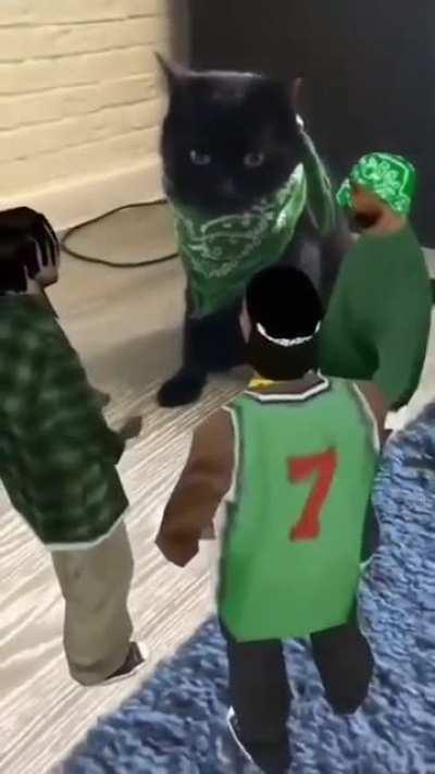 CAT THEFT AUTO VI GAMEPLAY