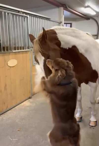 Dog & Horse Being Bros