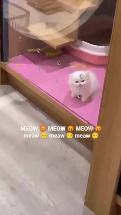 The immediate change in meow got me 😂 