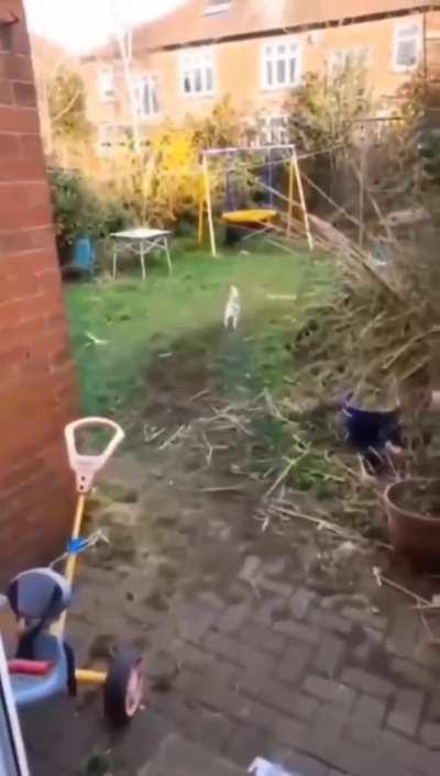 Courage the cowardly dog IRL