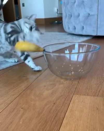 Cat evicts banana out