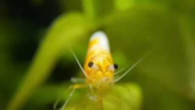 Can shrimp sneeze? What is this???