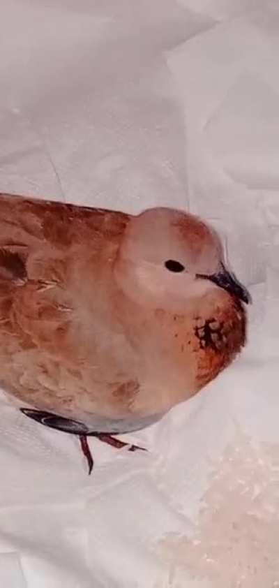 Odama kumru girdi onune pilav su koydum balkona koydum gitmiyo pevenk oturmuş bekliyo napim buna kanadina felan baktim bir seyi de yok