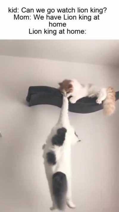 Don't help, just film