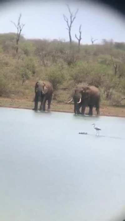 Onwards Crocodile! Nothing too see here elephants