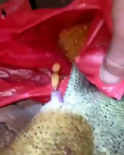 me activating gypsy sucrose blanchard’s analchemy passive to get more materials in one gawk🤑🍃🧪