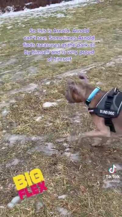 Meet Arnold. Arnold makes me cry with laughter every time i watch this video.