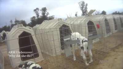 Fairlife Dairy allows their cattleworkers to do coke, throw calves around, cut off their tails, hit them with rebar, stomp on their heads, and they let them die in extreme heat. The mothers lose their voices crying out for their babies.