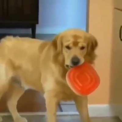 Here is what a guilty face looks like 😁😁