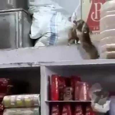 This is r/bodegarats, right???