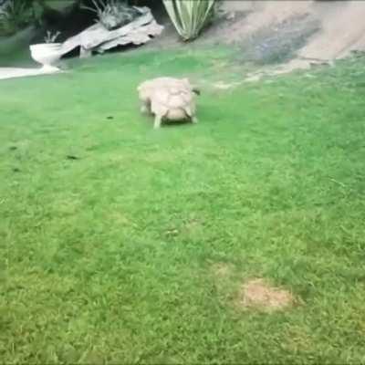 🔥 This Tortoise sees his pal overturned and struggling...rushes to his aid.