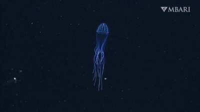 Silky jelly, considered one of the fastest swimming jellyfish