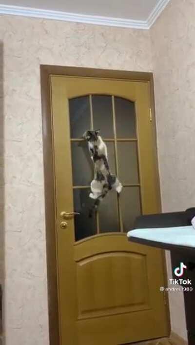 You&rsquo;ve got nothin on parkour kitty