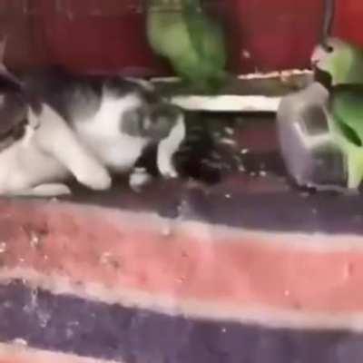 Polly learn a valuable lesson.