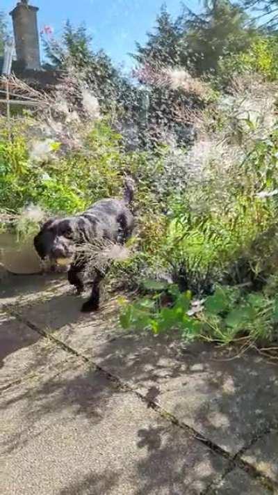 our dog Jack having fun in the sun