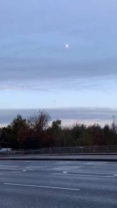 A bird caught in the matrix