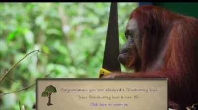 Woodcutting in OSRS [Credit: ChickyNuggy]