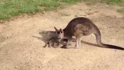 Kangaroo says sorry to house cat for subpar head rub