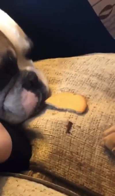 Pupper shares his treat with his friend