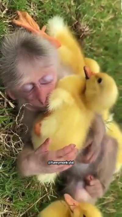 Chicks dig my monkey 🍌