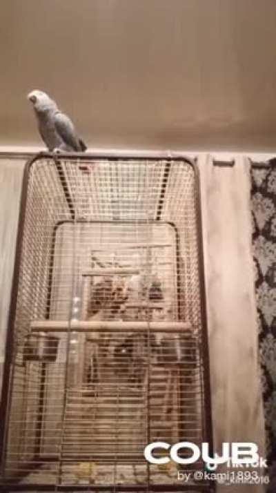 Попугай - плохое настроение.