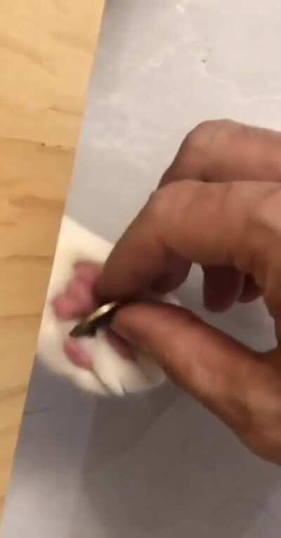 Catbank with real cat xD