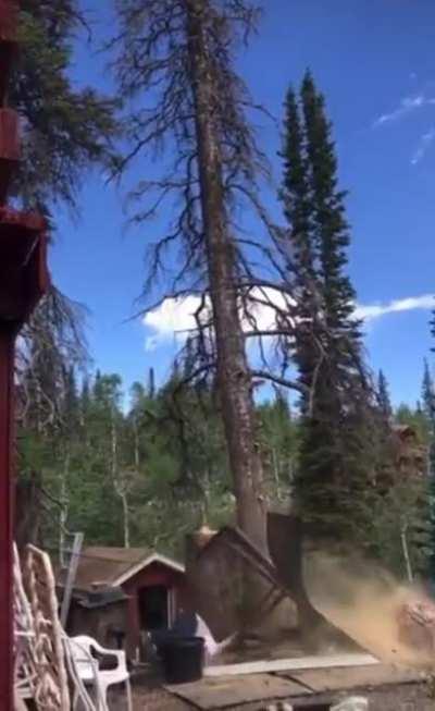 The Lorax strikes back