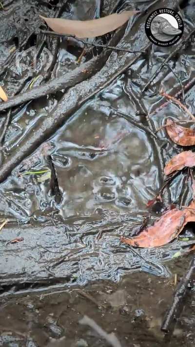 Drumroll please! (sound on)