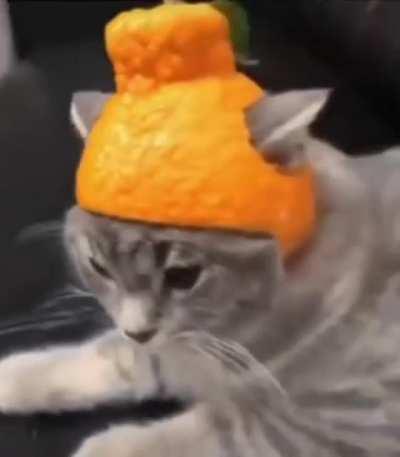 The way this orange fits purrfectly on kitty head