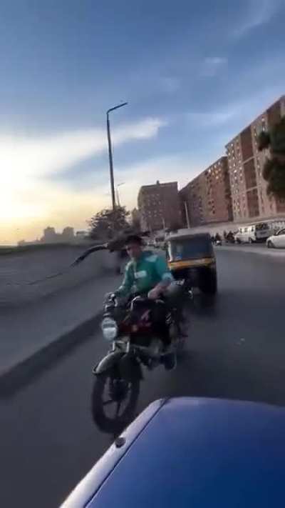 This is best thing you'll see all week.