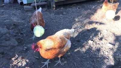 Some happy girls enjoying cabbage tetherball in the California sunset 💜🐓🥬