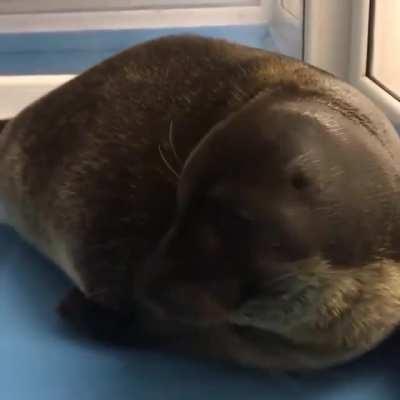 The squish on this seal pup