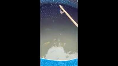 Archer fish practicing their aim 2.0