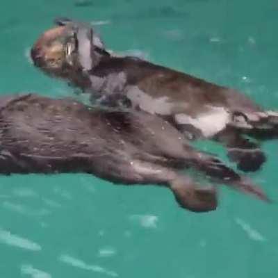 Sushi the sea otter (Oregon Zoo)