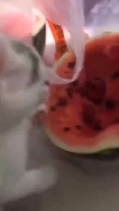 Watermelon kitten