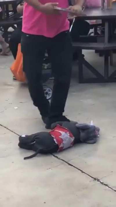 alguém da um oscar pra esse elefante