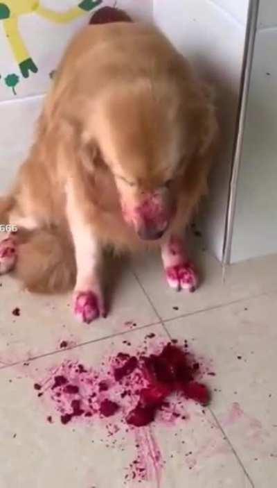 RaBiD MuTtS mAsSacRe SmAlL aNimAl LeAviNg BlOoDy ReMaiNs