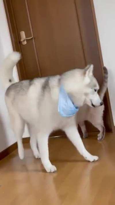 Cat treads on dog, gets mad at her. Typical cat.