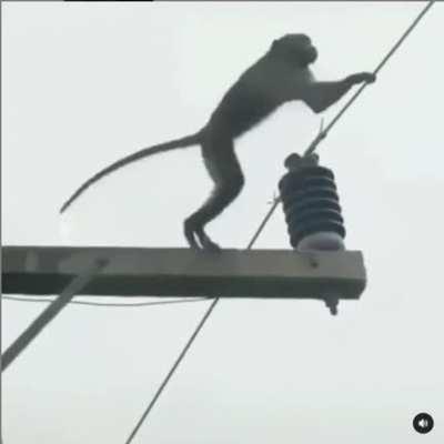 Funny Monkey Gif :)