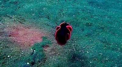 Just caught a bee square oscillator 🤤🤤 wet AF 🔥🔥💯💯